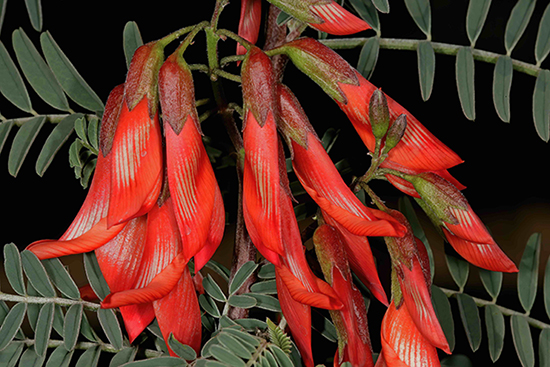 Lessertia_frutescens