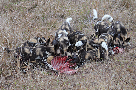 wild dogs