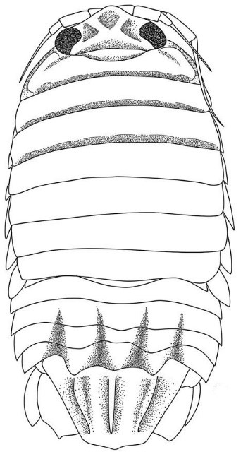 Metacirolana