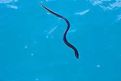 seasnake