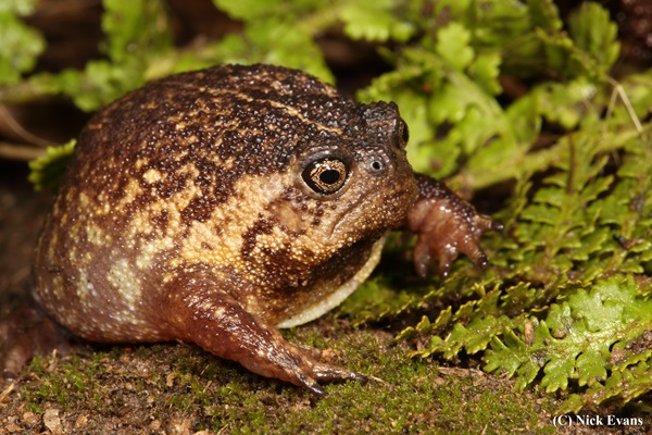 New species of rain frog, Breviceps batrachophiliorum, discovered