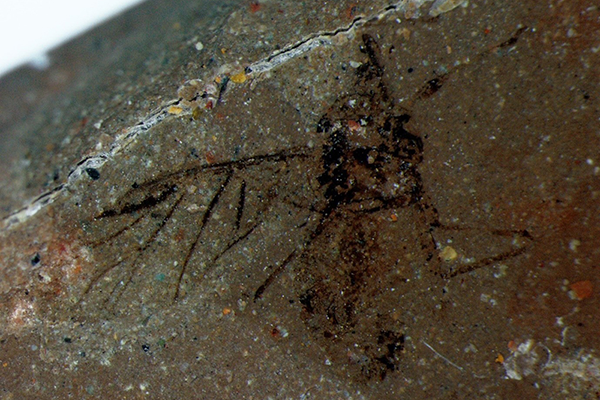 The third insect, an aphid named Oviparosiphum adamas, takes its name from the Latin word for diamond