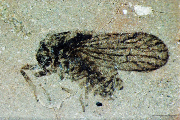 Paternapsyllidium mckayi