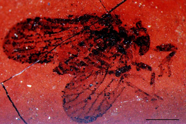 Derivatupsyllidium kimperlitis.