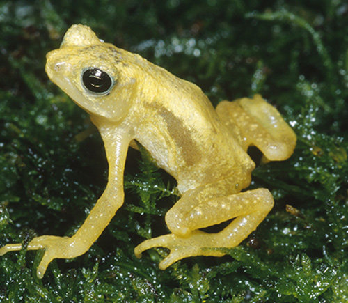 The now extinct Tanzanian Kihansi spray toad