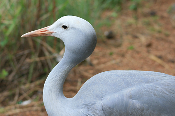 It is time for the South African Blue Crane to spread its wings as a national icon