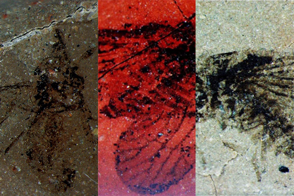 NWU researcher discovers three ancient insects from a 90-million-year-old deposit
