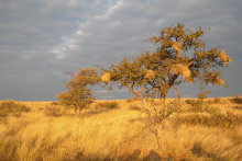 Savanna