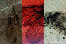 NWU researcher discovers three ancient insects from a 90-million-year-old deposit