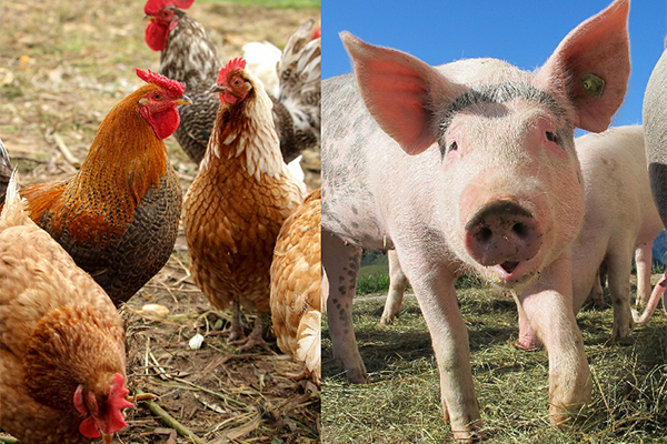 Exploring new strategies in sustainable animal nutrition